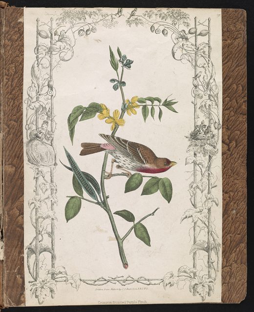 A historic hand-colored illustration of a finch on a flowering branch, with a decorative border